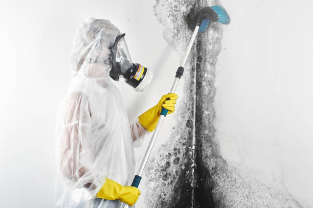 Best Mold Prevention Services  in Vaiden, MS