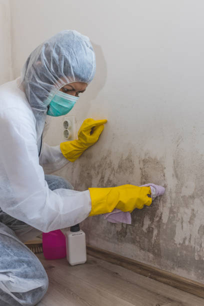 Best Post-Construction Mold Inspection  in Vaiden, MS