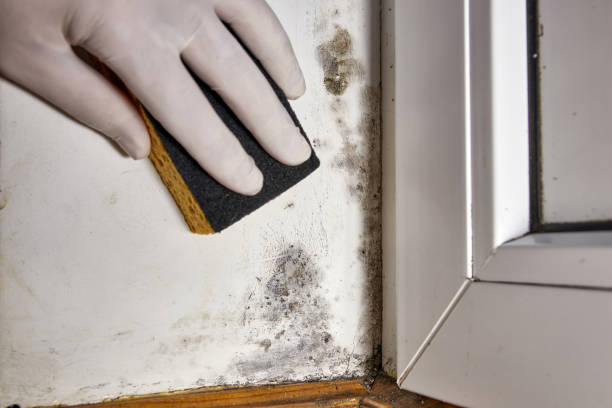 Best Basement Mold Removal  in Vaiden, MS